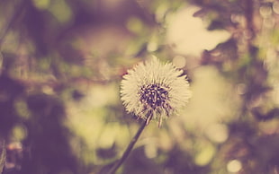 dandelion seed head in selective focus photography HD wallpaper